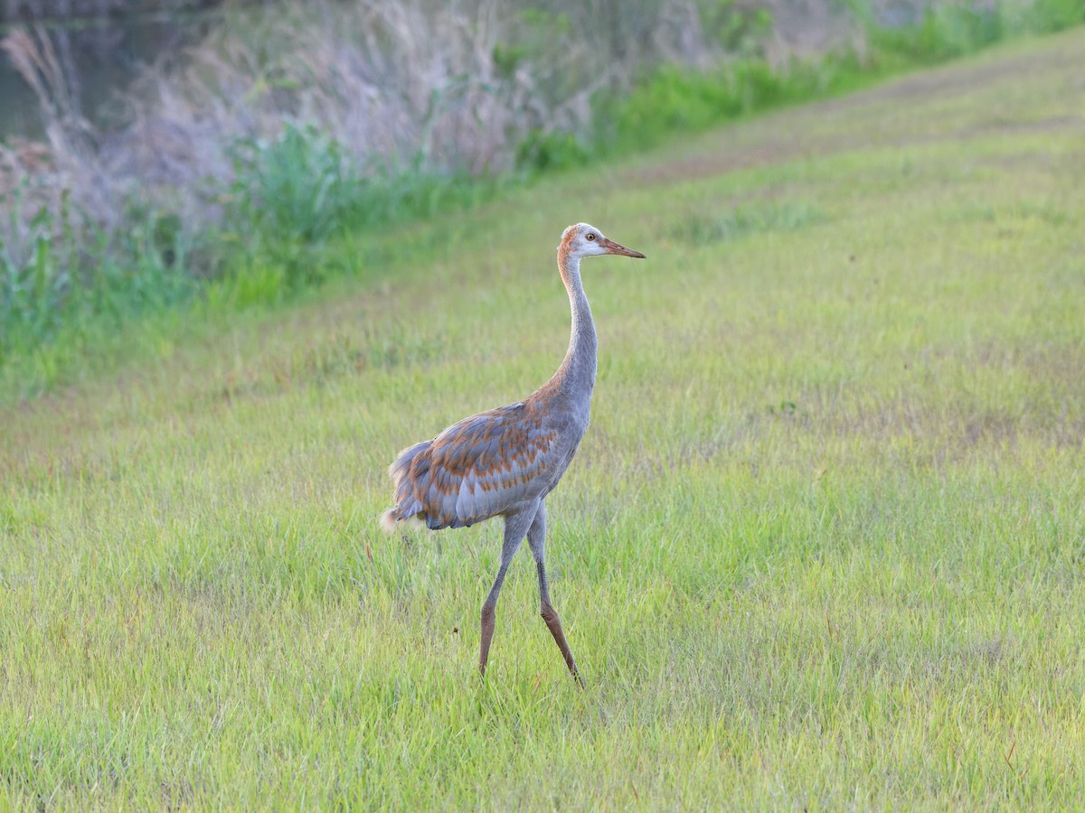 Sandhill Crane - Brett Bickel