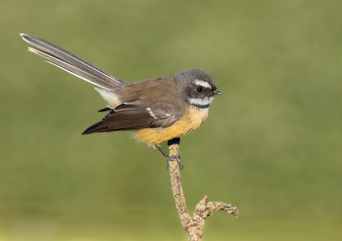 New Zealand Fantail - ML618862277