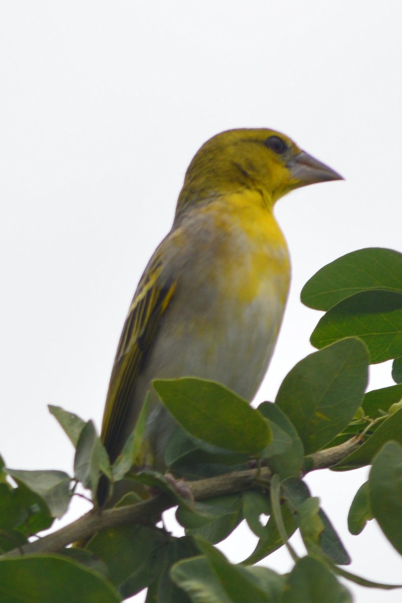 Village Weaver - Caryn AYBAR