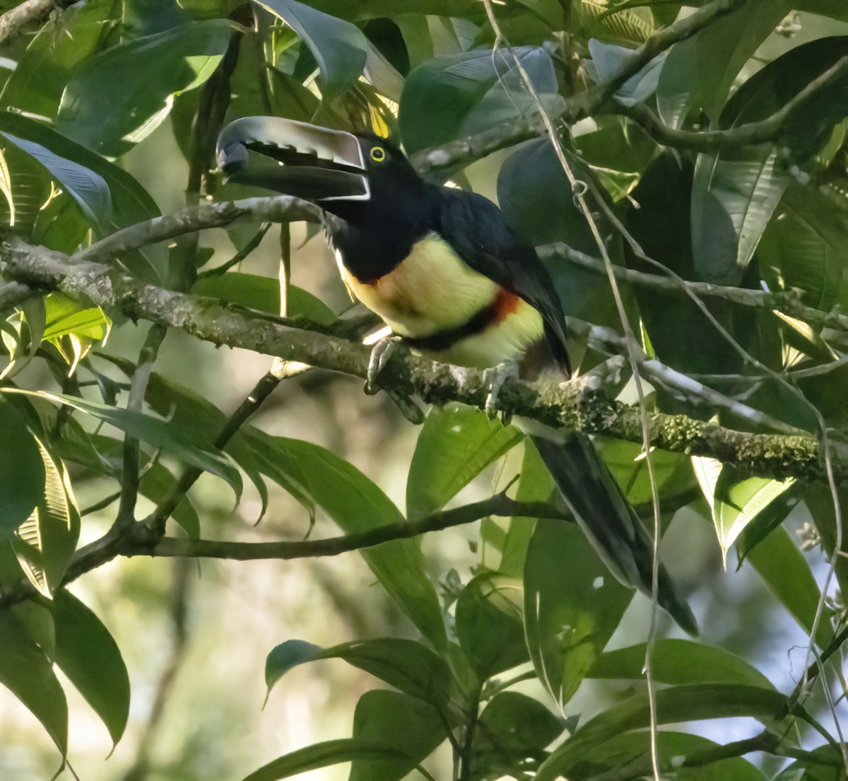 Collared Aracari - Bonnie Graham