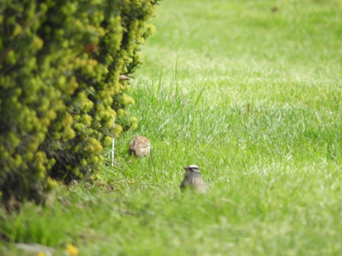 White-crowned Sparrow - ML618862303