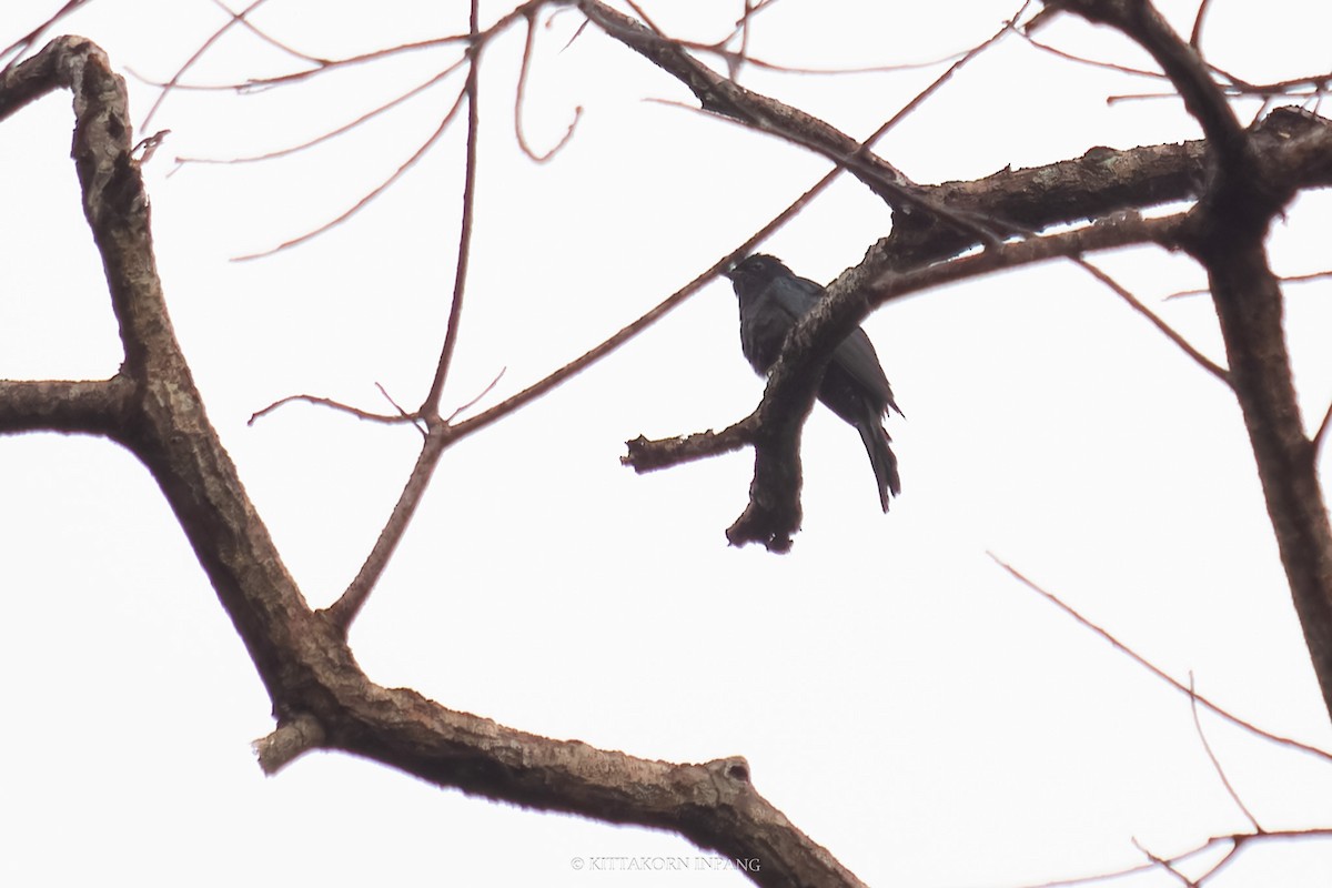 Square-tailed Drongo-Cuckoo - Kittakorn Inpang