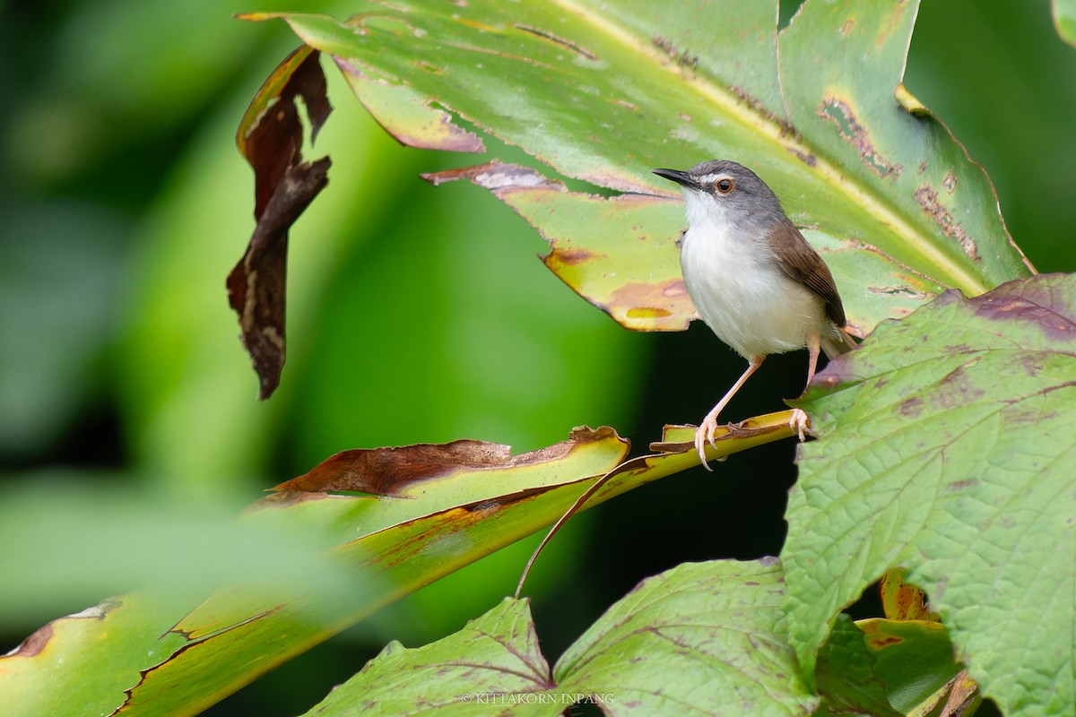 Rufescent Prinia - Kittakorn Inpang