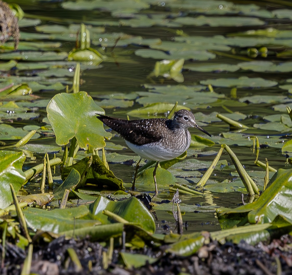 Solitary Sandpiper (solitaria) - ML618862311