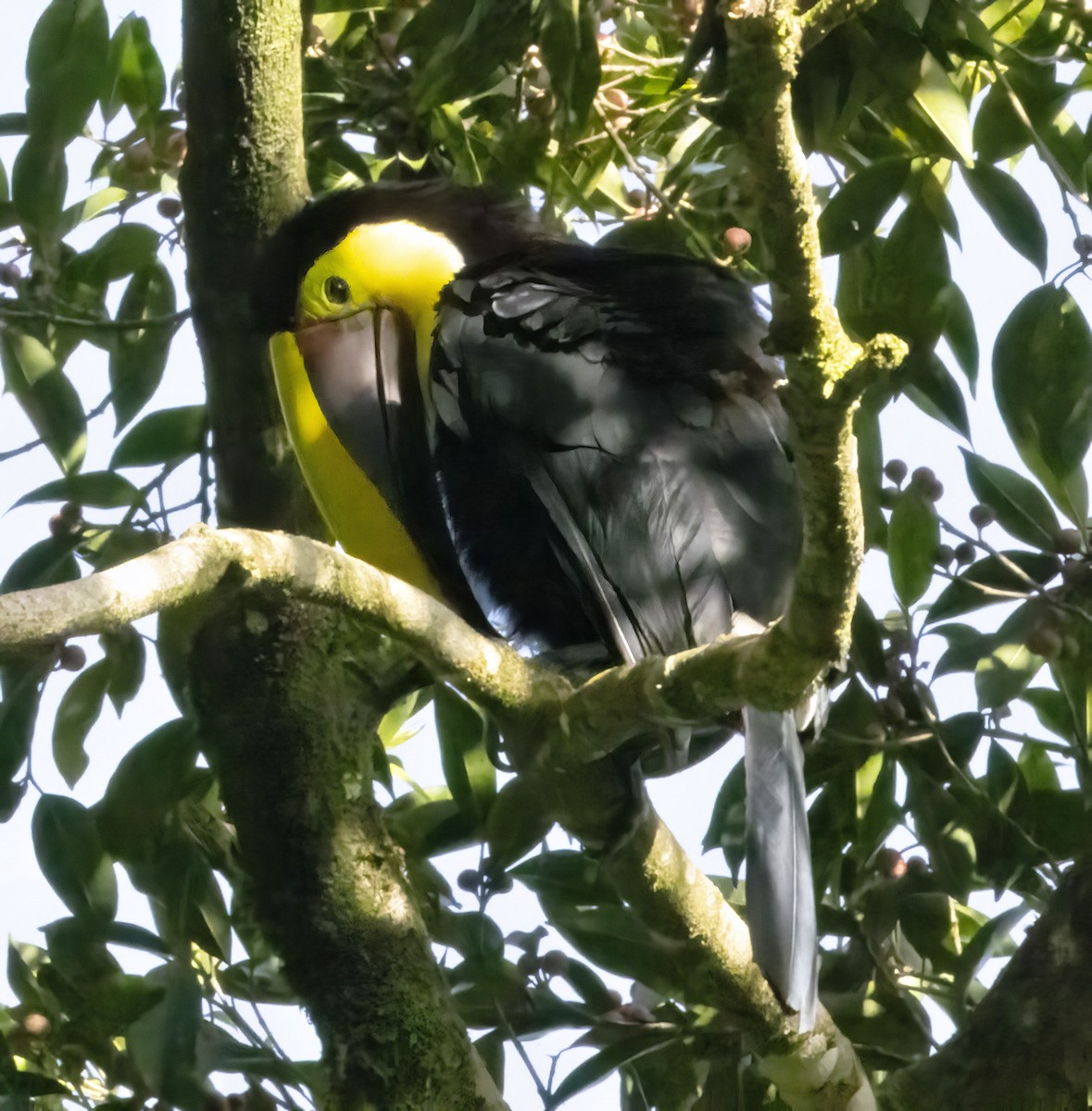 Yellow-throated Toucan - Bonnie Graham