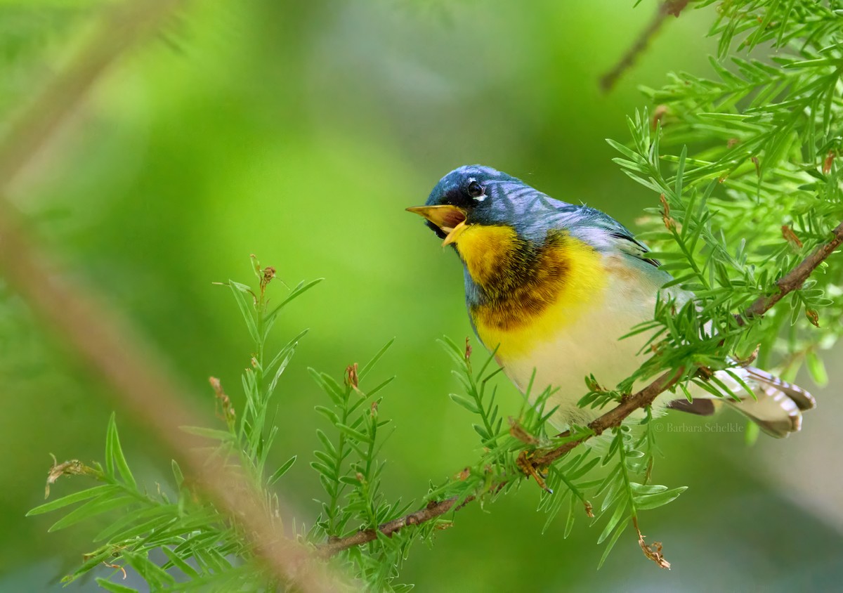 Northern Parula - Barbara S