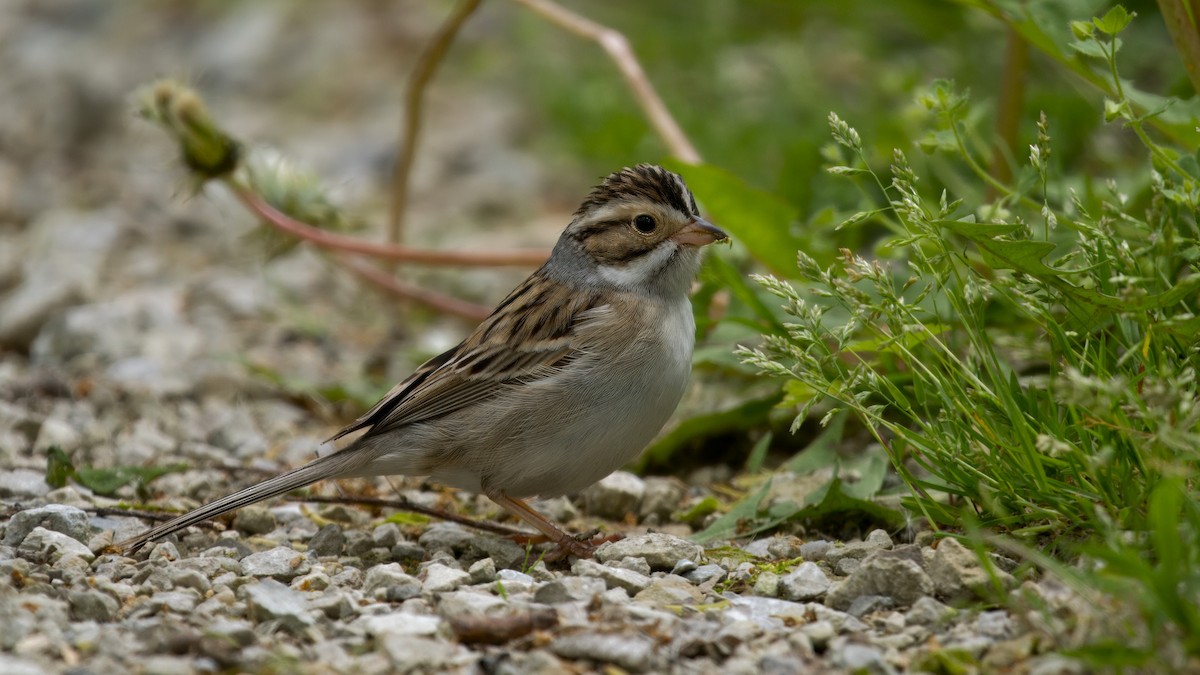 Clay-colored Sparrow - Mark Cloutier