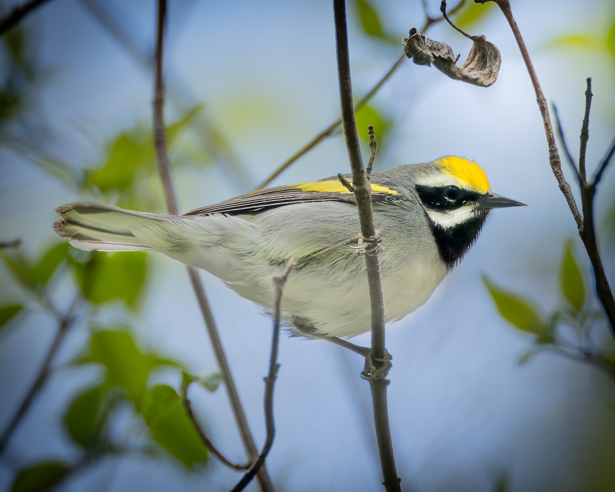 Golden-winged Warbler - Mark Sawyer