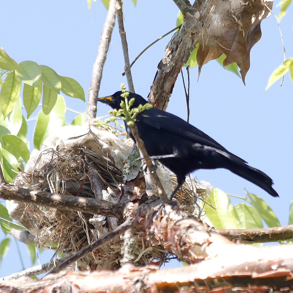 Cuban Blackbird - Michel M.Izquierdo