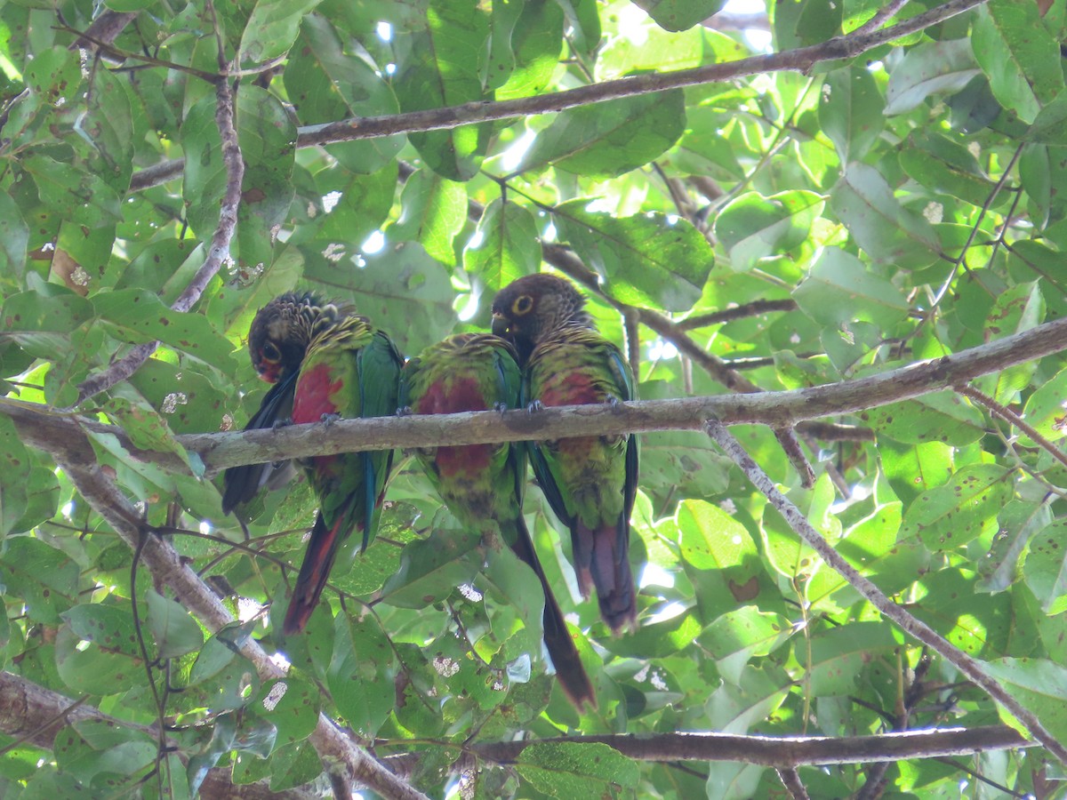 Rose-fronted Parakeet - Juan walter Lomas pacaya