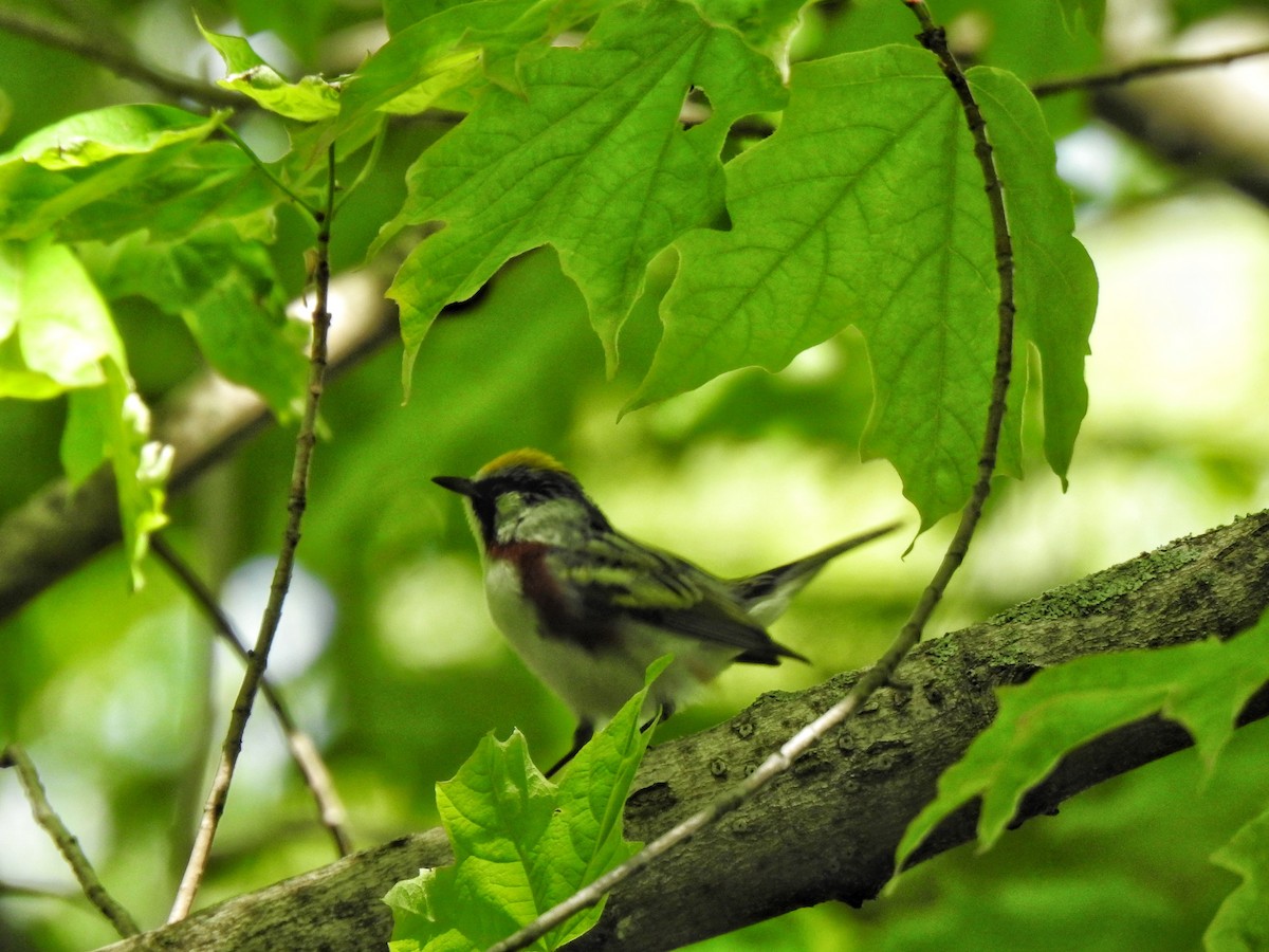 Chestnut-sided Warbler - Xiaolin Yue