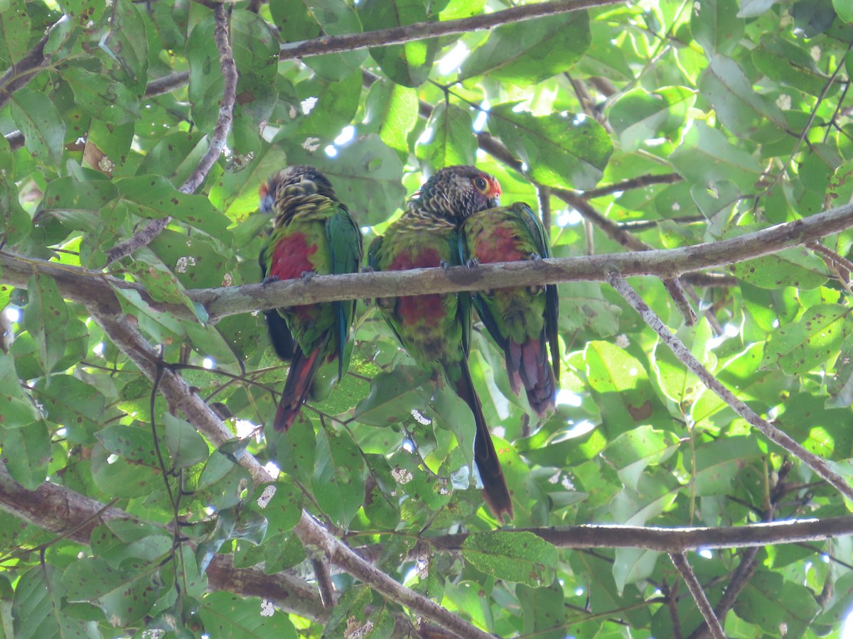 Rose-fronted Parakeet - Juan walter Lomas pacaya