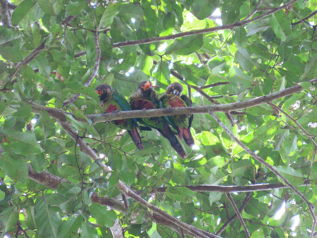 Rose-fronted Parakeet - Juan walter Lomas pacaya