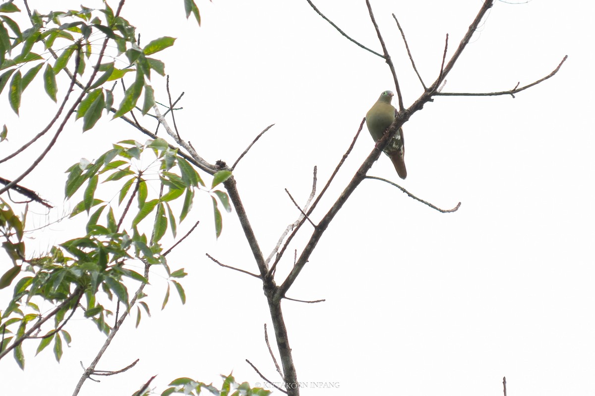 Thick-billed Green-Pigeon - Kittakorn Inpang