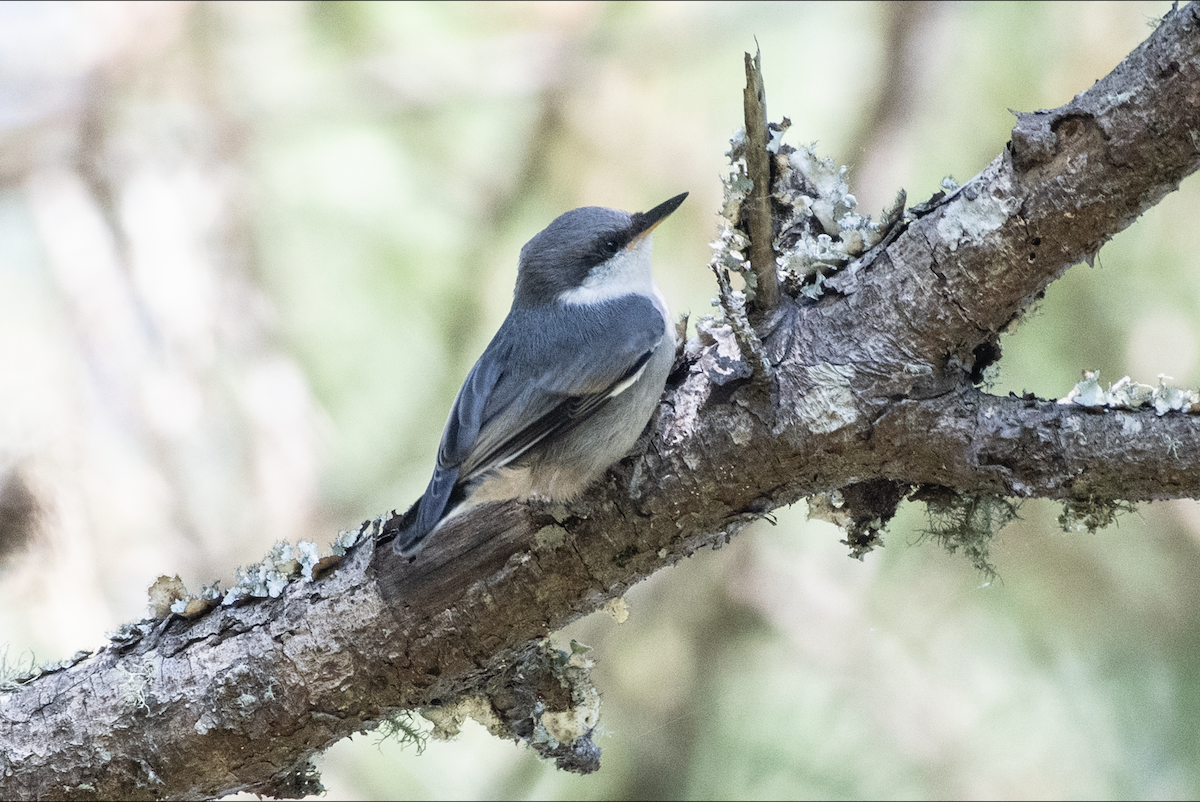 Brown-headed Nuthatch - ML618862373