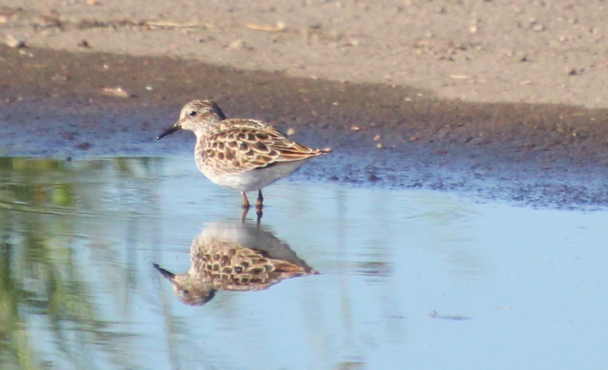 Least Sandpiper - Carole Swann