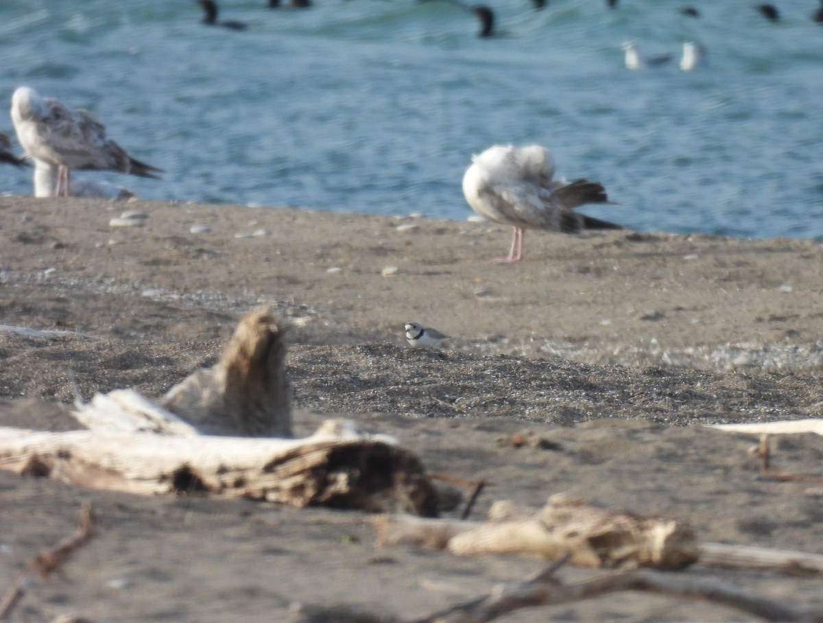 Piping Plover - Jay Solanki