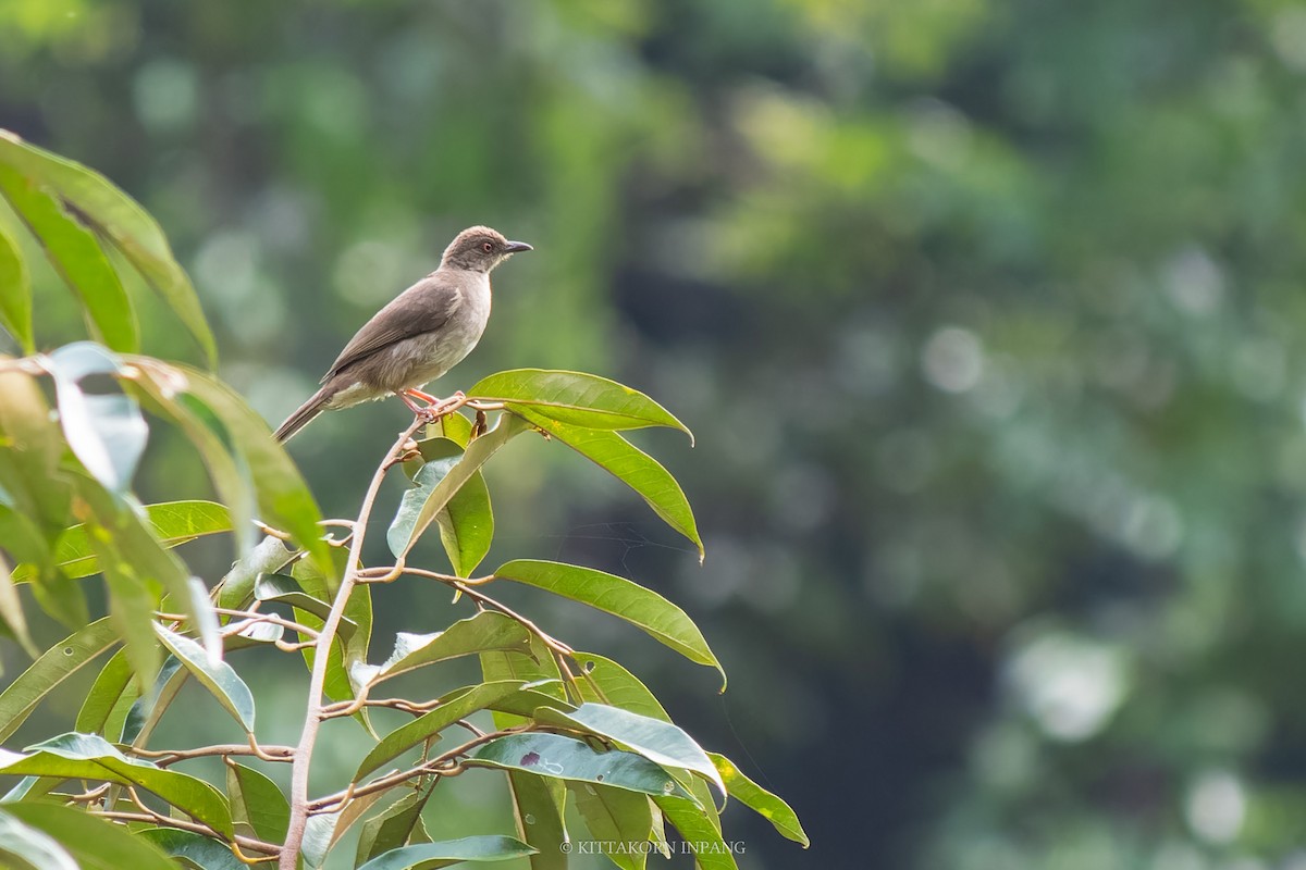 Red-eyed Bulbul - Kittakorn Inpang