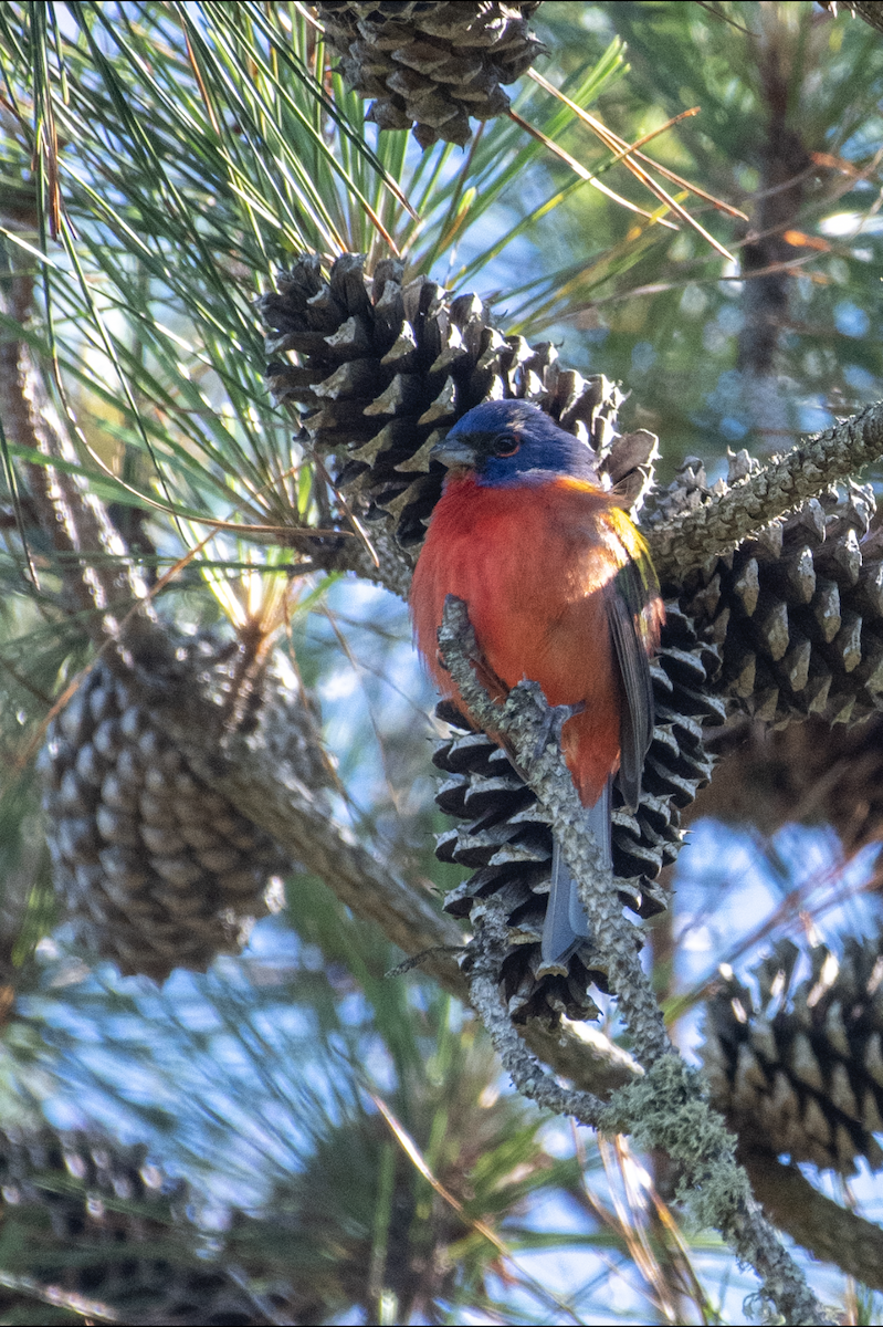 Painted Bunting - ML618862402