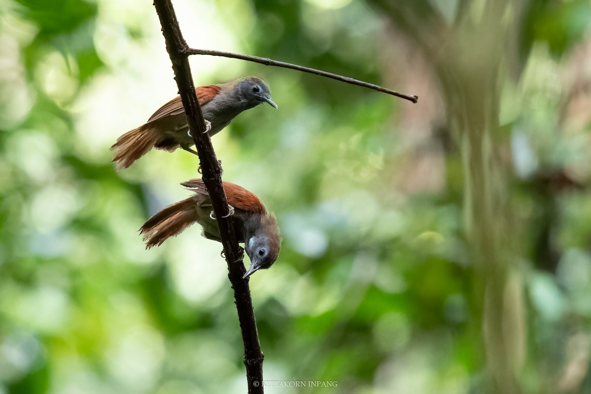 Chestnut-winged Babbler - Kittakorn Inpang