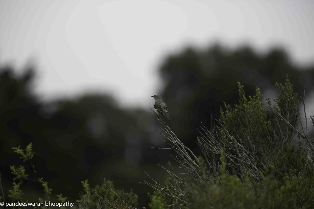 Northern Mockingbird - Pandeeswaran  Bhoopathy