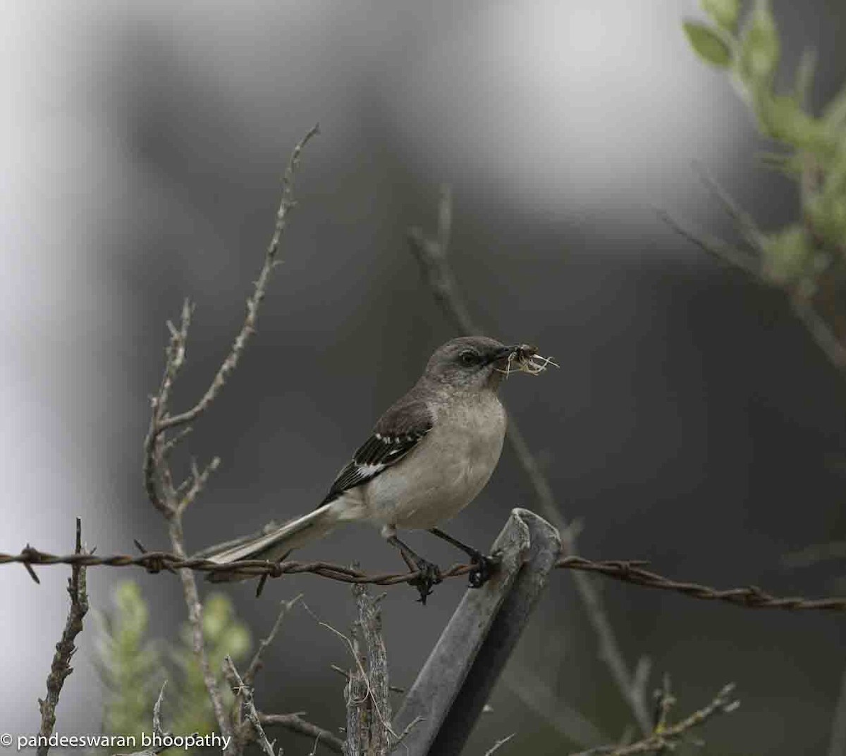 Northern Mockingbird - Pandeeswaran  Bhoopathy