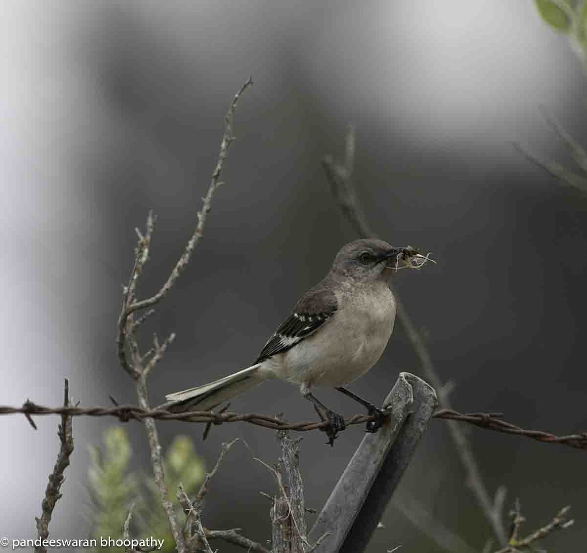 Northern Mockingbird - Pandeeswaran  Bhoopathy