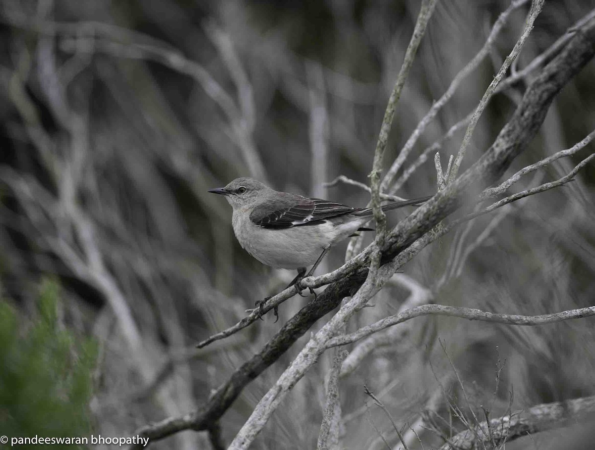 Northern Mockingbird - Pandeeswaran  Bhoopathy