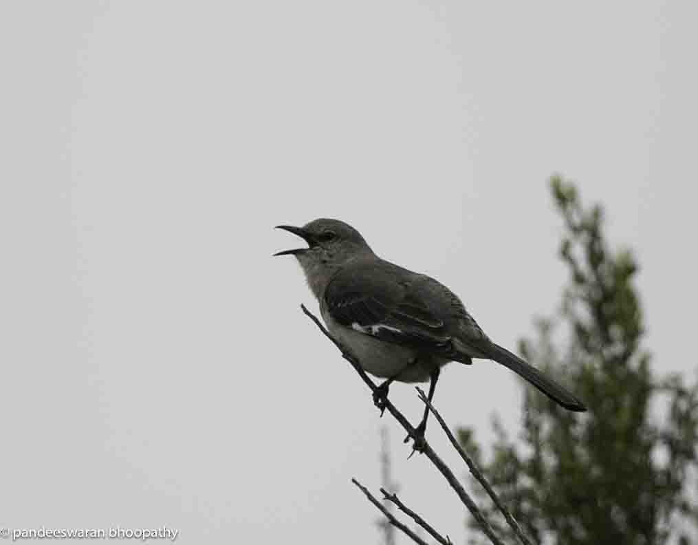 Northern Mockingbird - Pandeeswaran  Bhoopathy