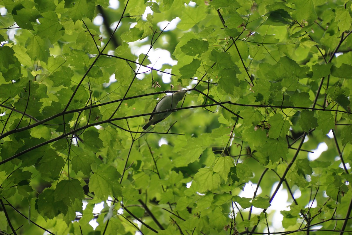 Red-eyed Vireo - Jenna Hunt