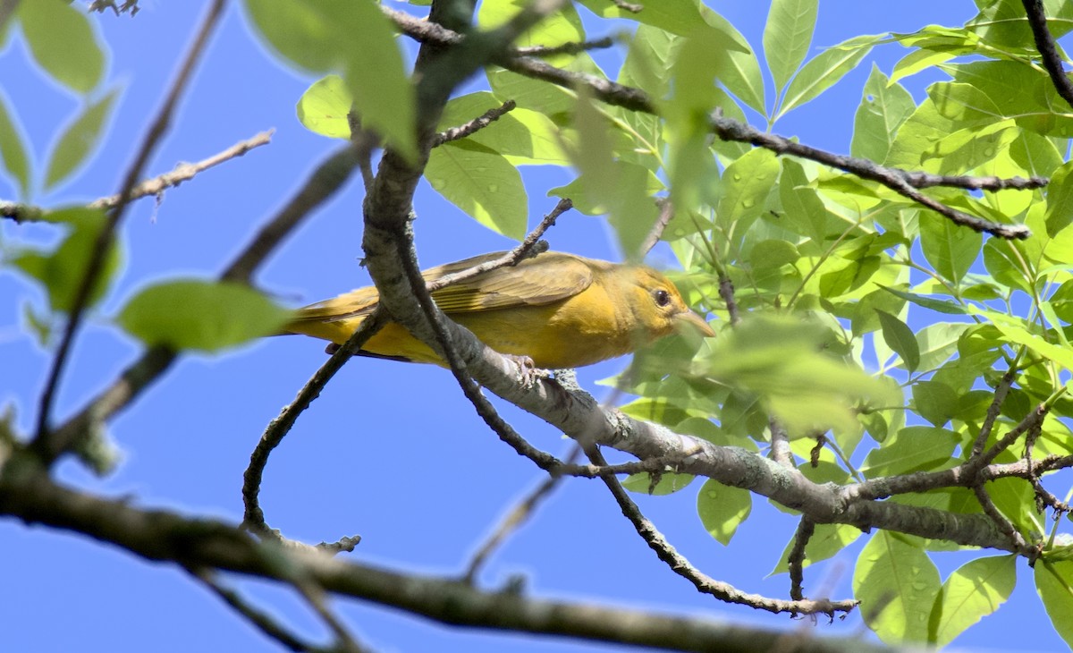 Summer Tanager - Rickey Shive