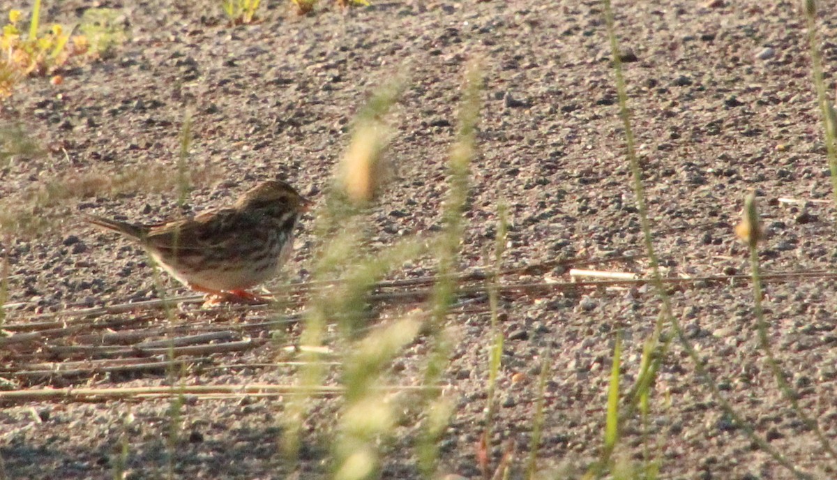 Song Sparrow - Carole Swann