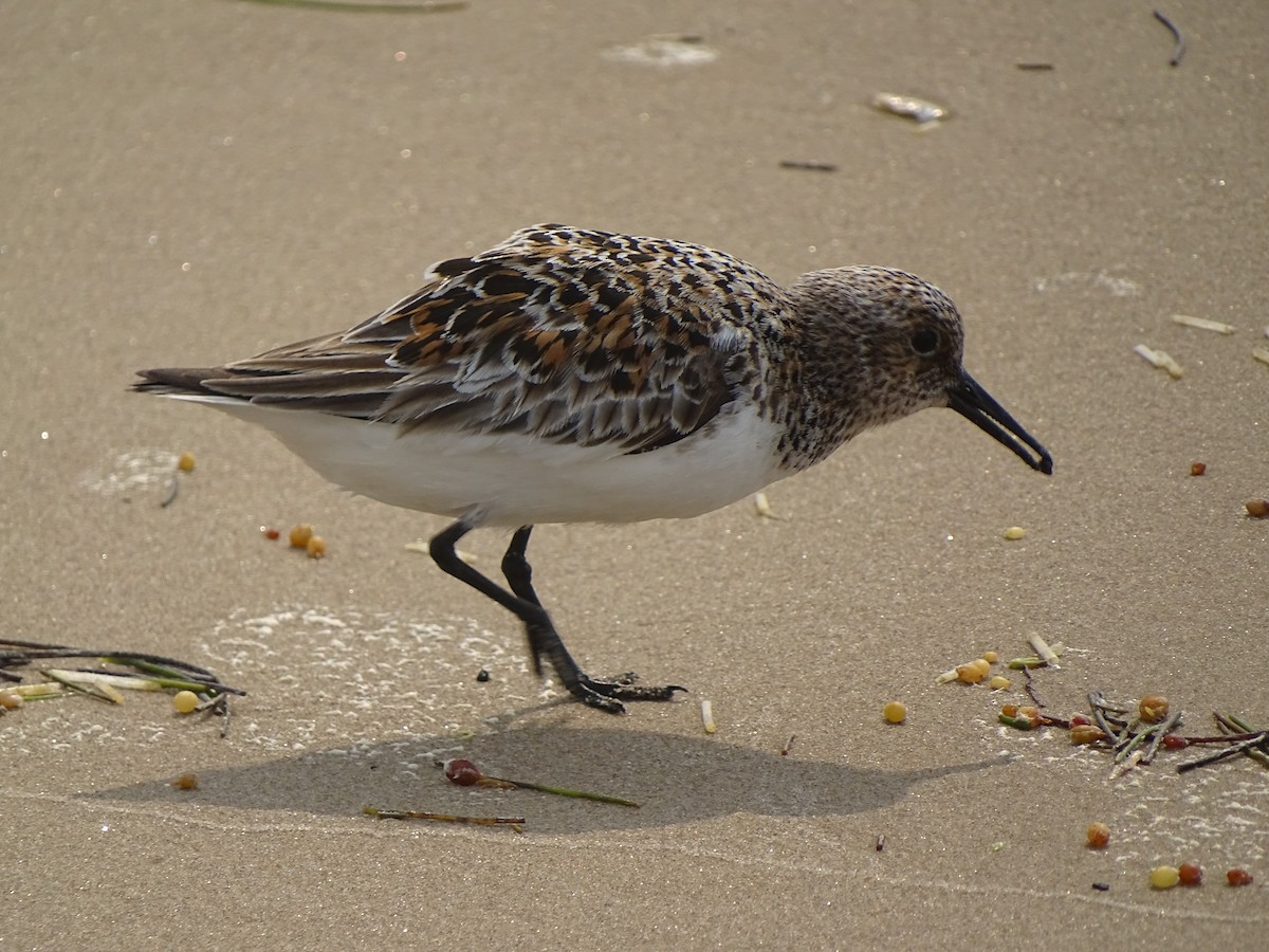 Sanderling - Baylor Cashen