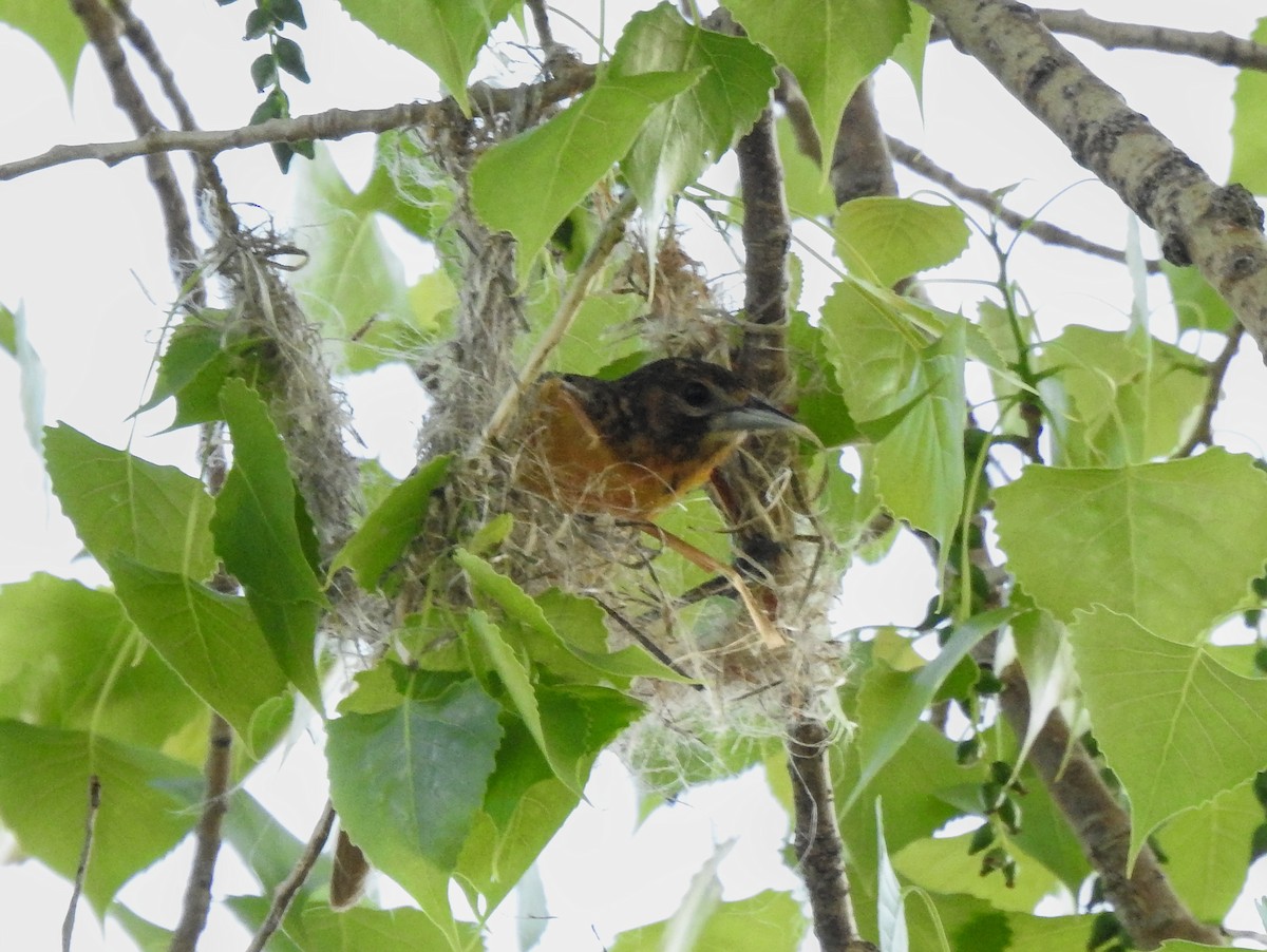 Baltimore Oriole - Dana Siefer