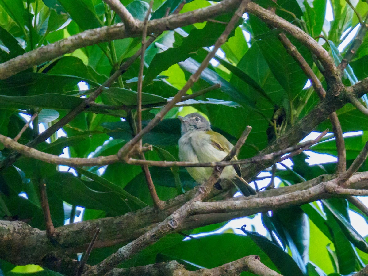 Yellow-olive Flatbill - Abe Villanueva