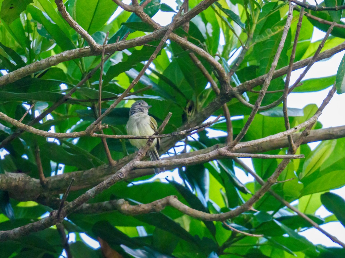 Yellow-olive Flatbill - Abe Villanueva