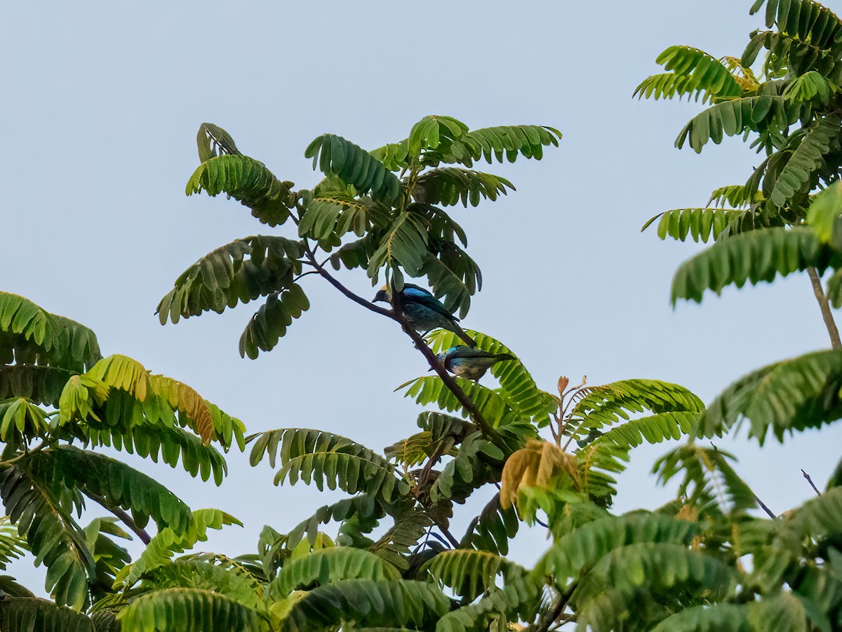 Golden-hooded Tanager - Abe Villanueva