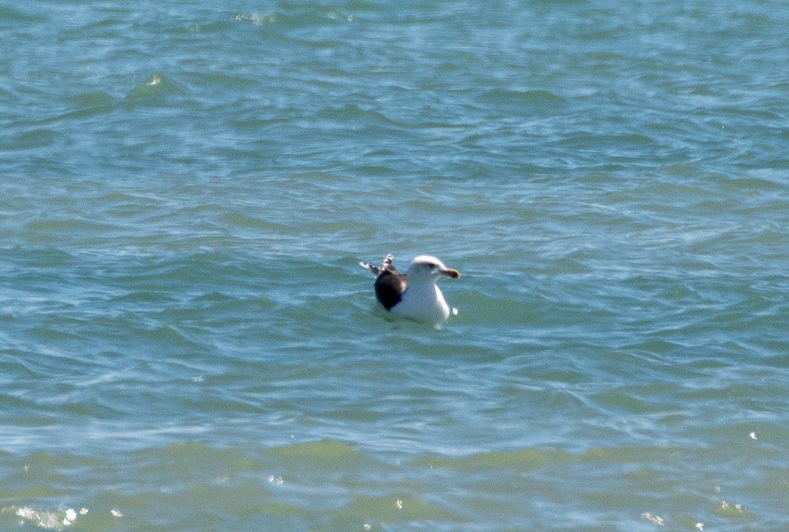 Great Black-backed Gull - Mhairi McFarlane