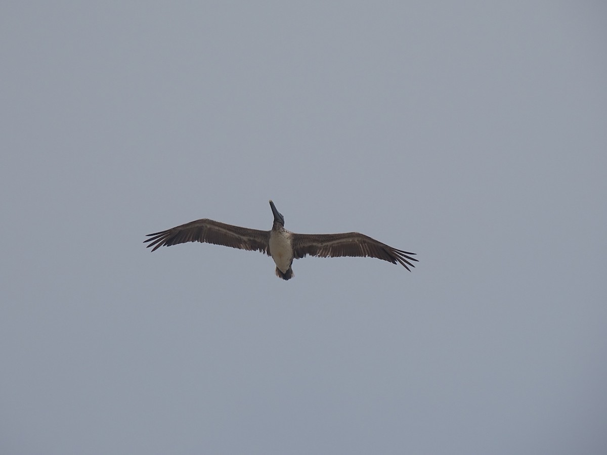 Brown Pelican - Baylor Cashen