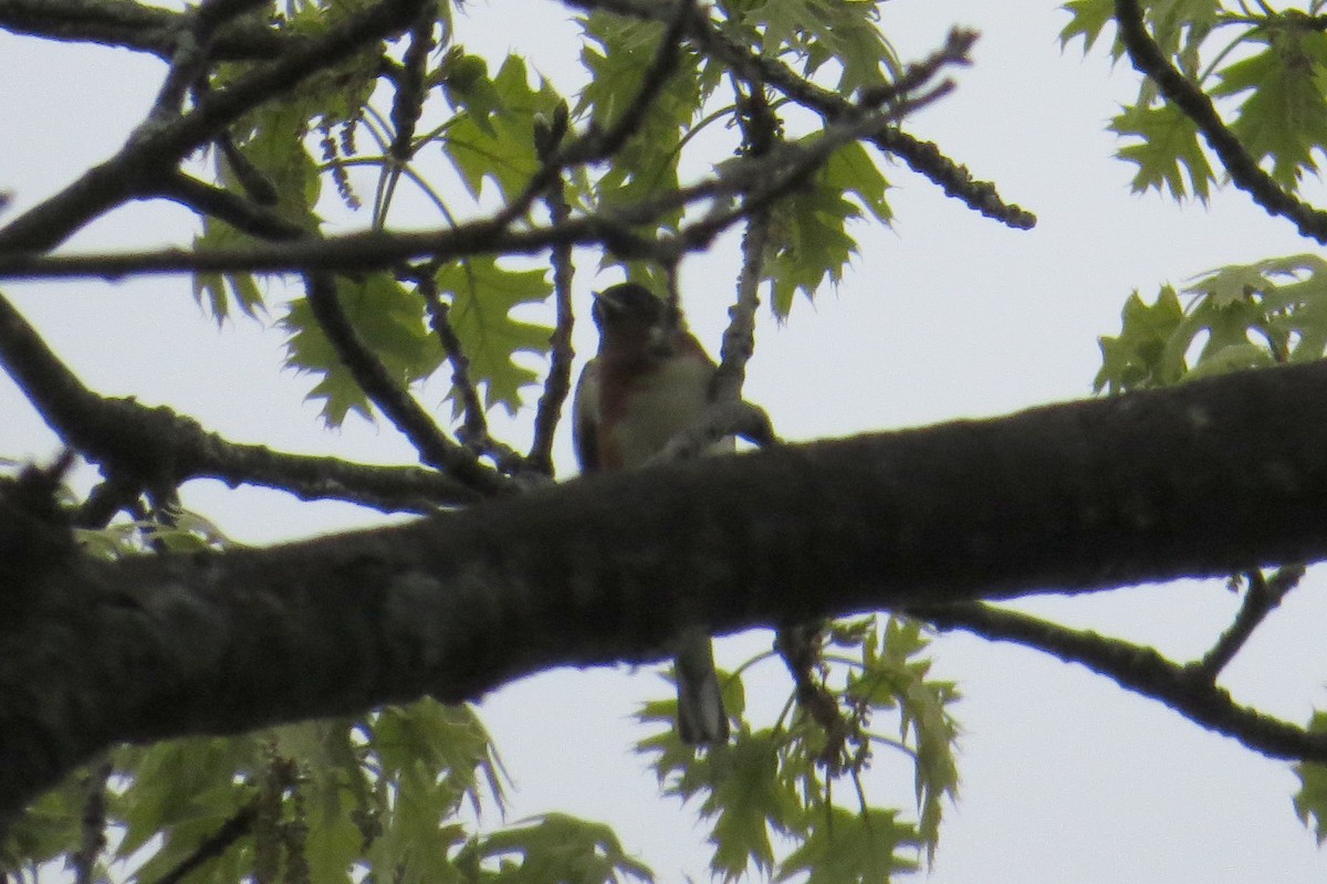 Bay-breasted Warbler - Mayuko Fujino