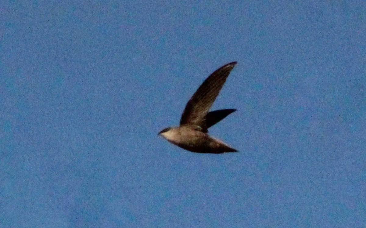 Chimney Swift - Carole Swann