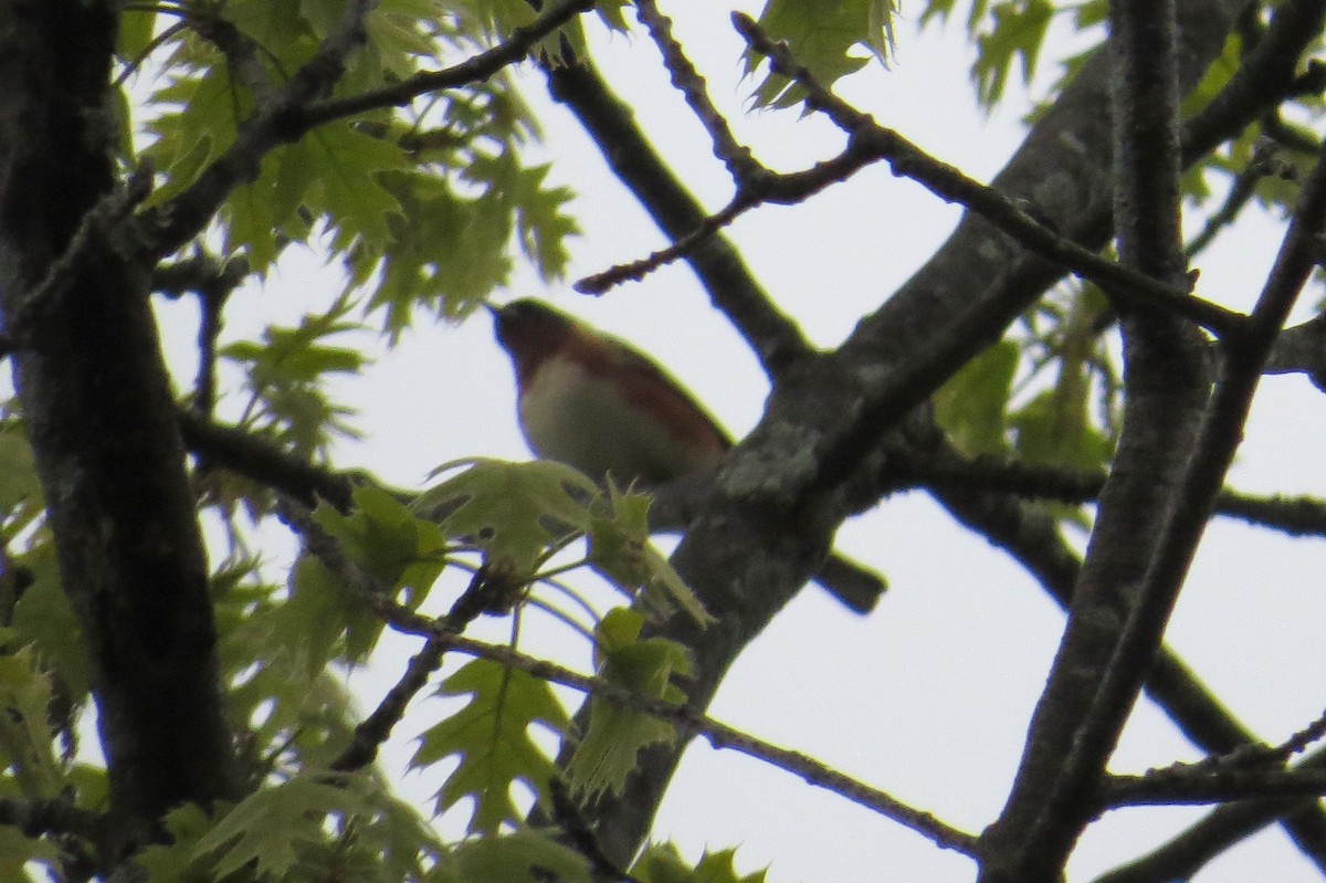 Bay-breasted Warbler - Mayuko Fujino