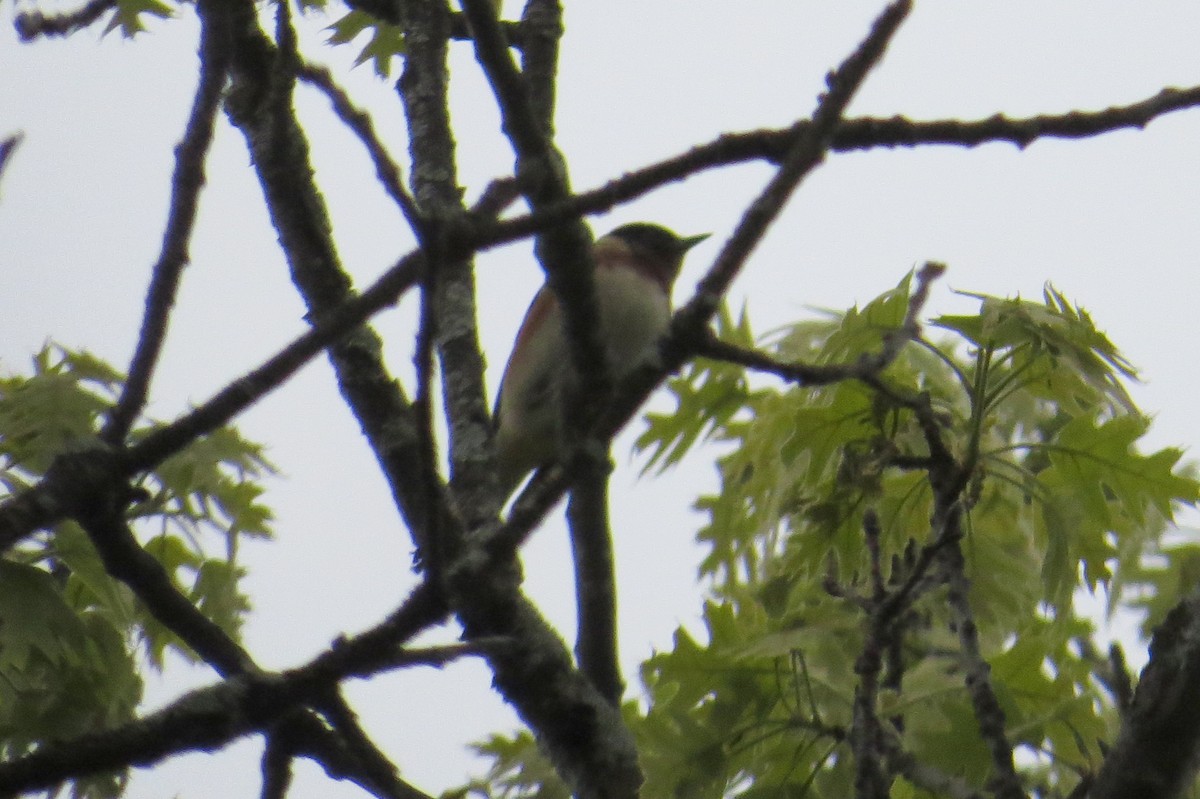 Bay-breasted Warbler - Mayuko Fujino