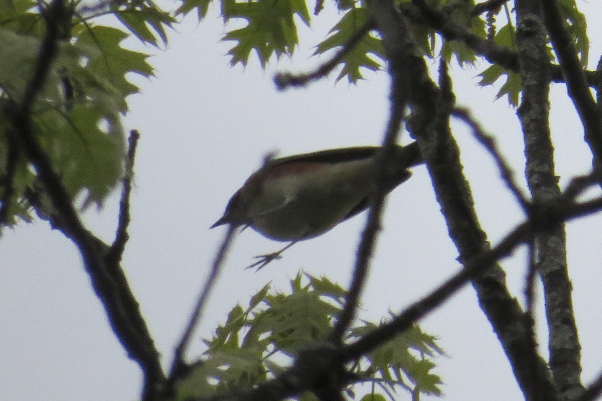 Bay-breasted Warbler - Mayuko Fujino