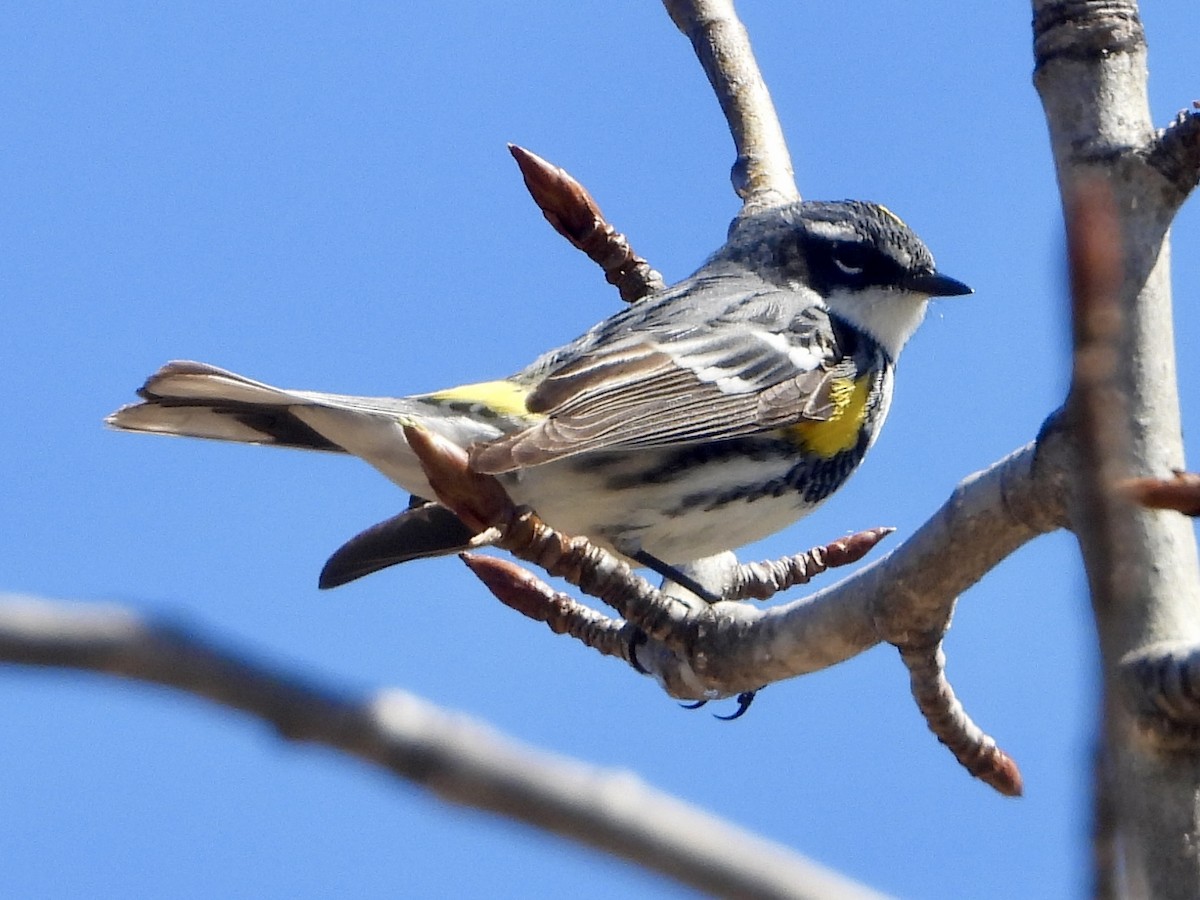 Yellow-rumped Warbler - Sophie Bourdages