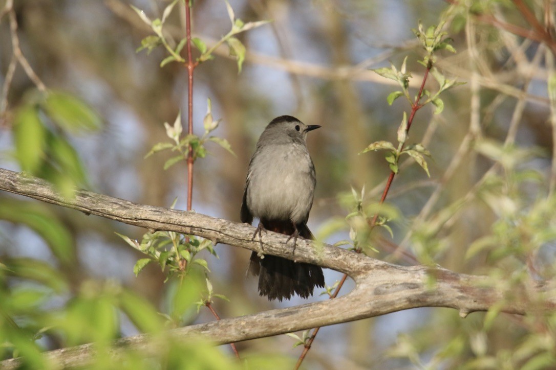 Gray Catbird - Eli Weber