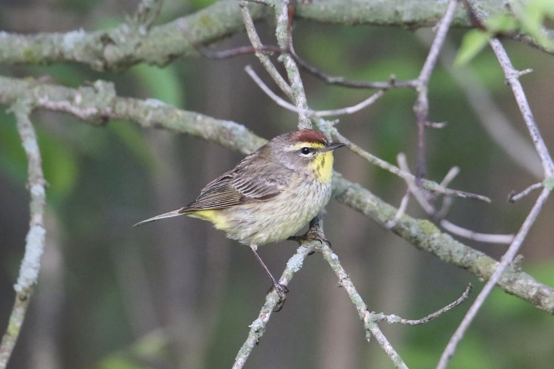 Palm Warbler - Eli Weber