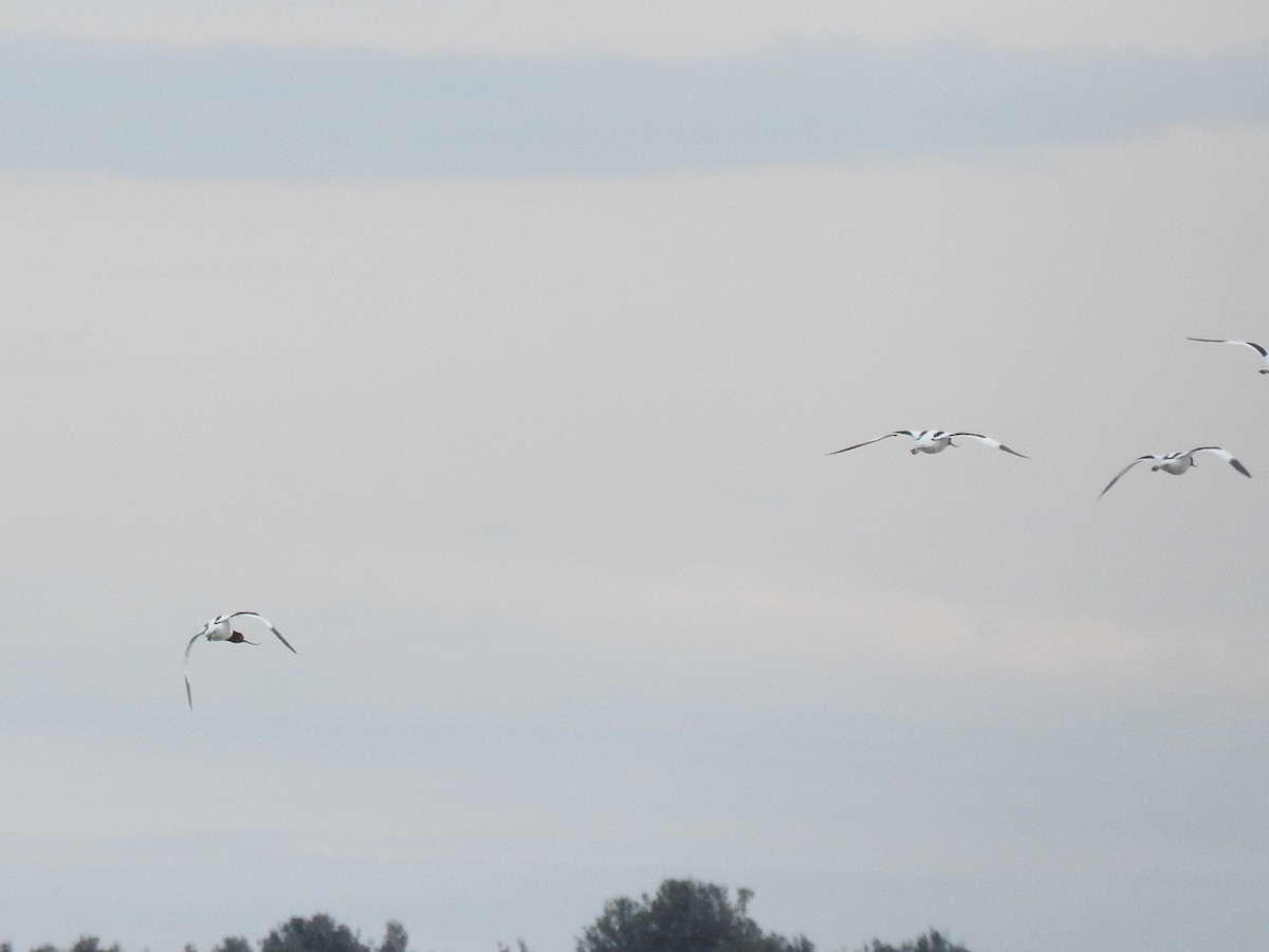 Red-necked Avocet - Archer Callaway