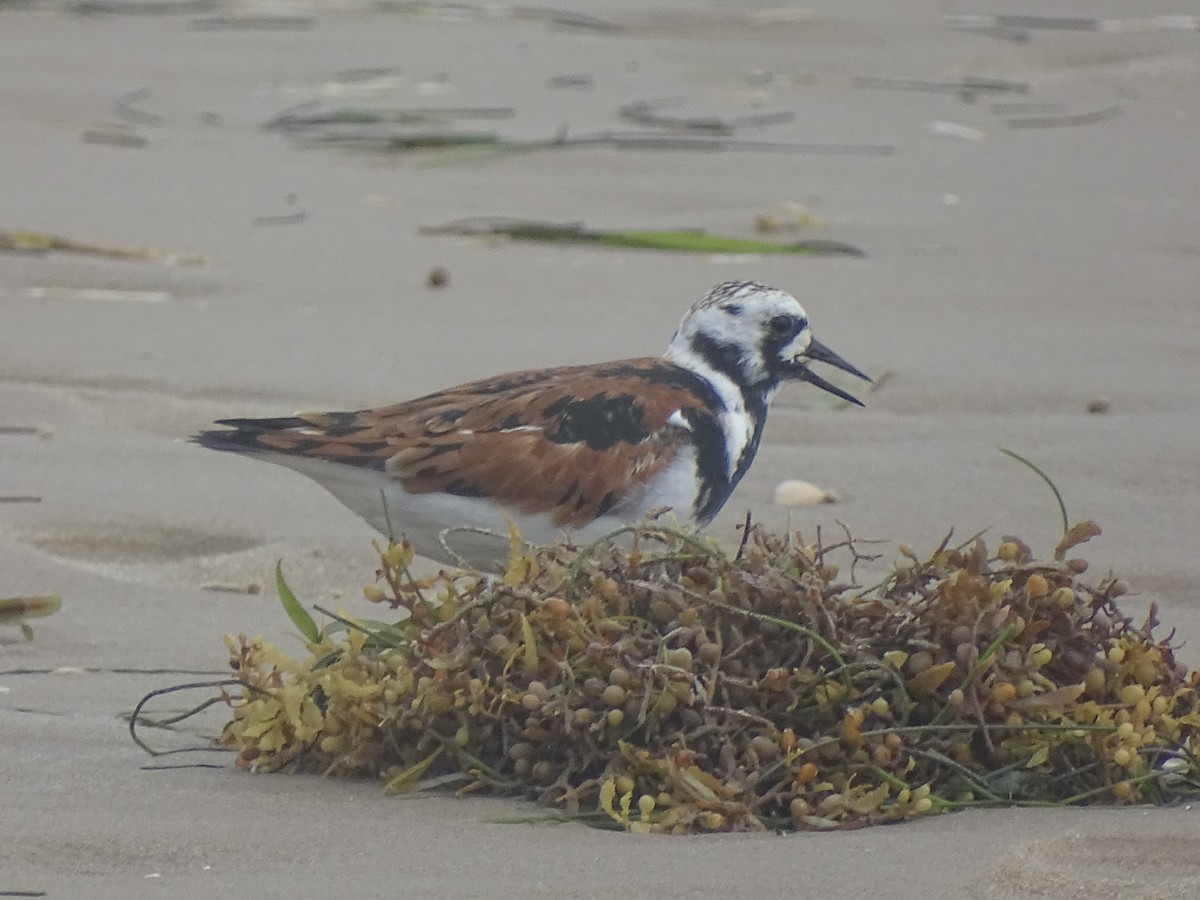 Ruddy Turnstone - Baylor Cashen