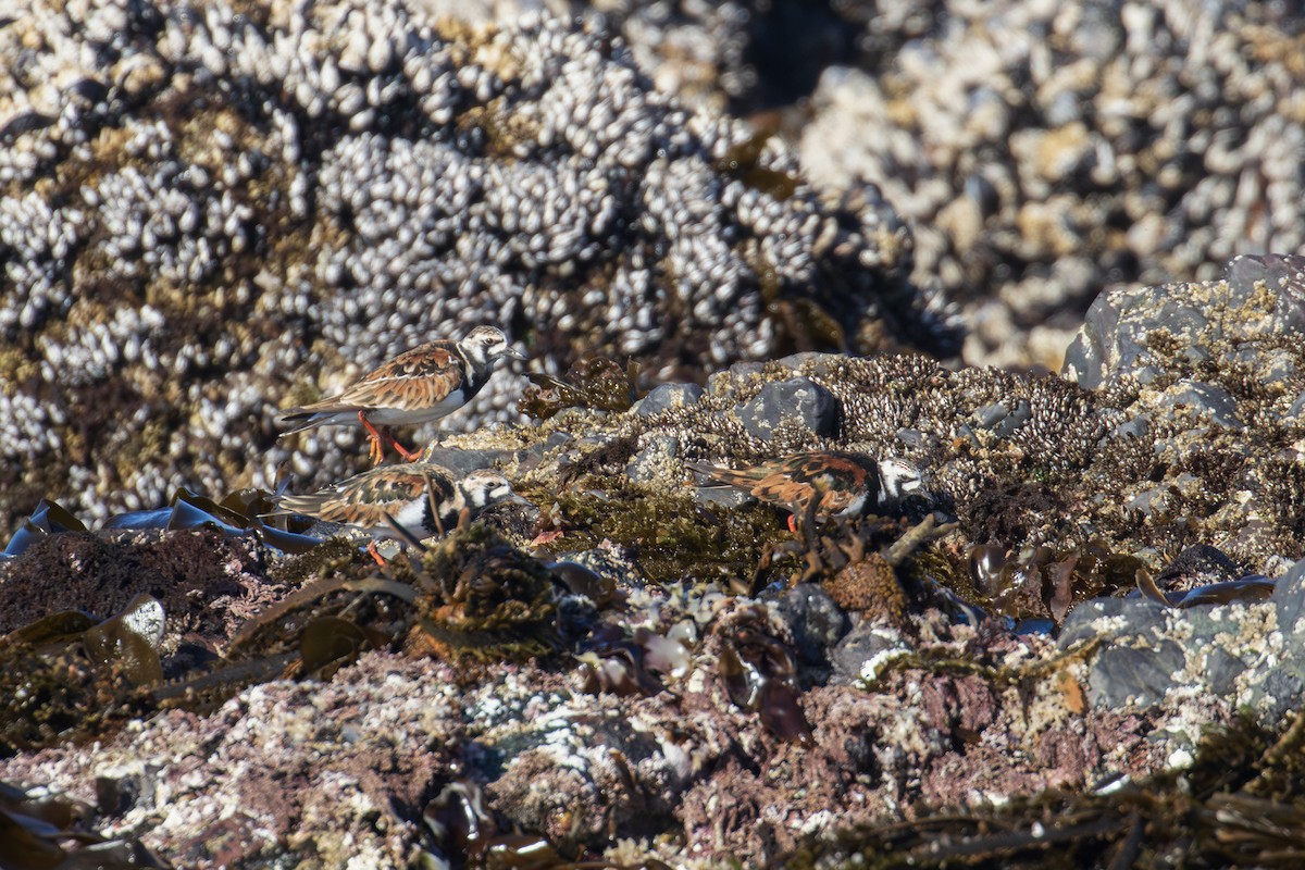 Ruddy Turnstone - Mark Sawyer